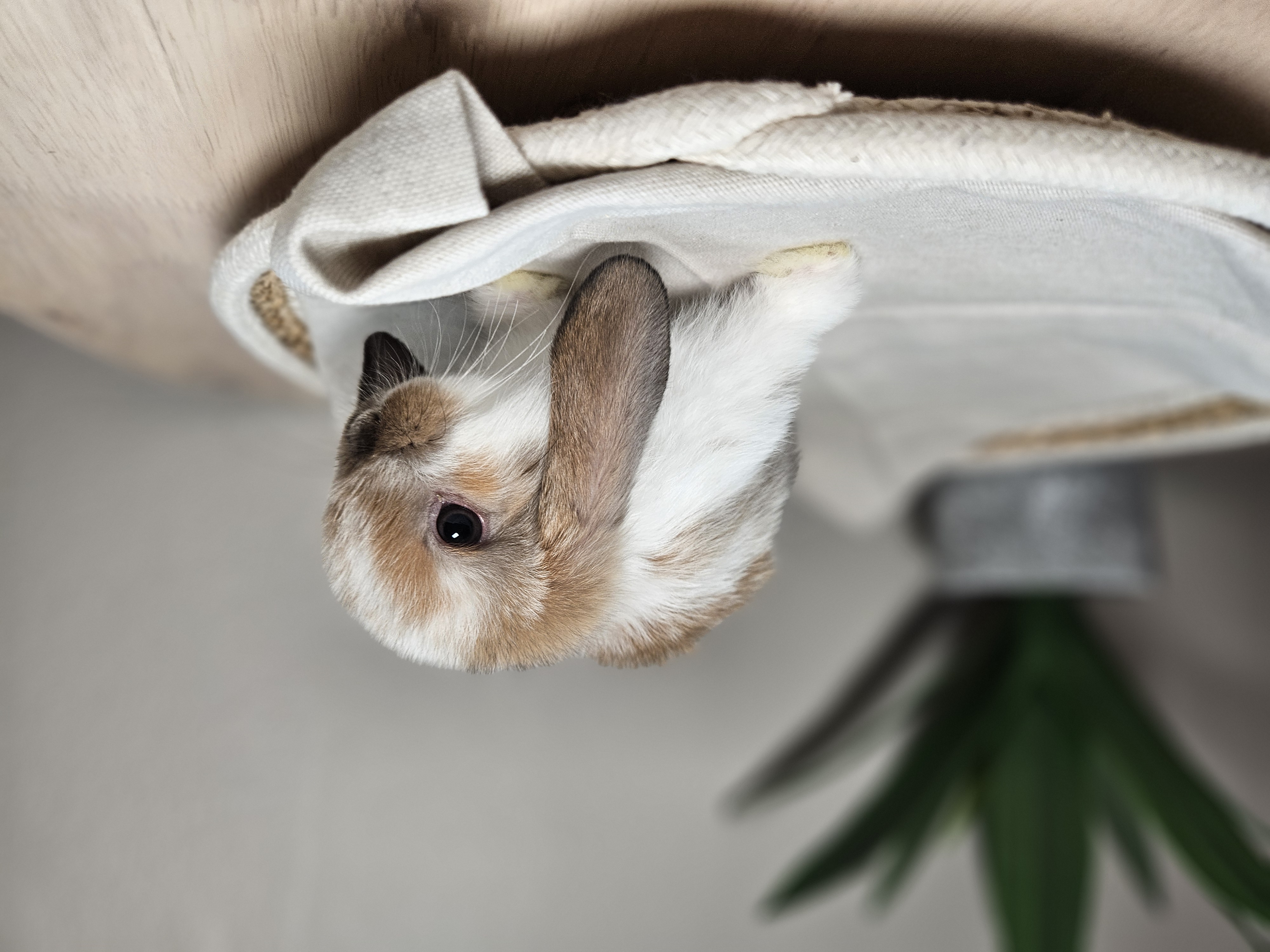 Holland Lop bunny